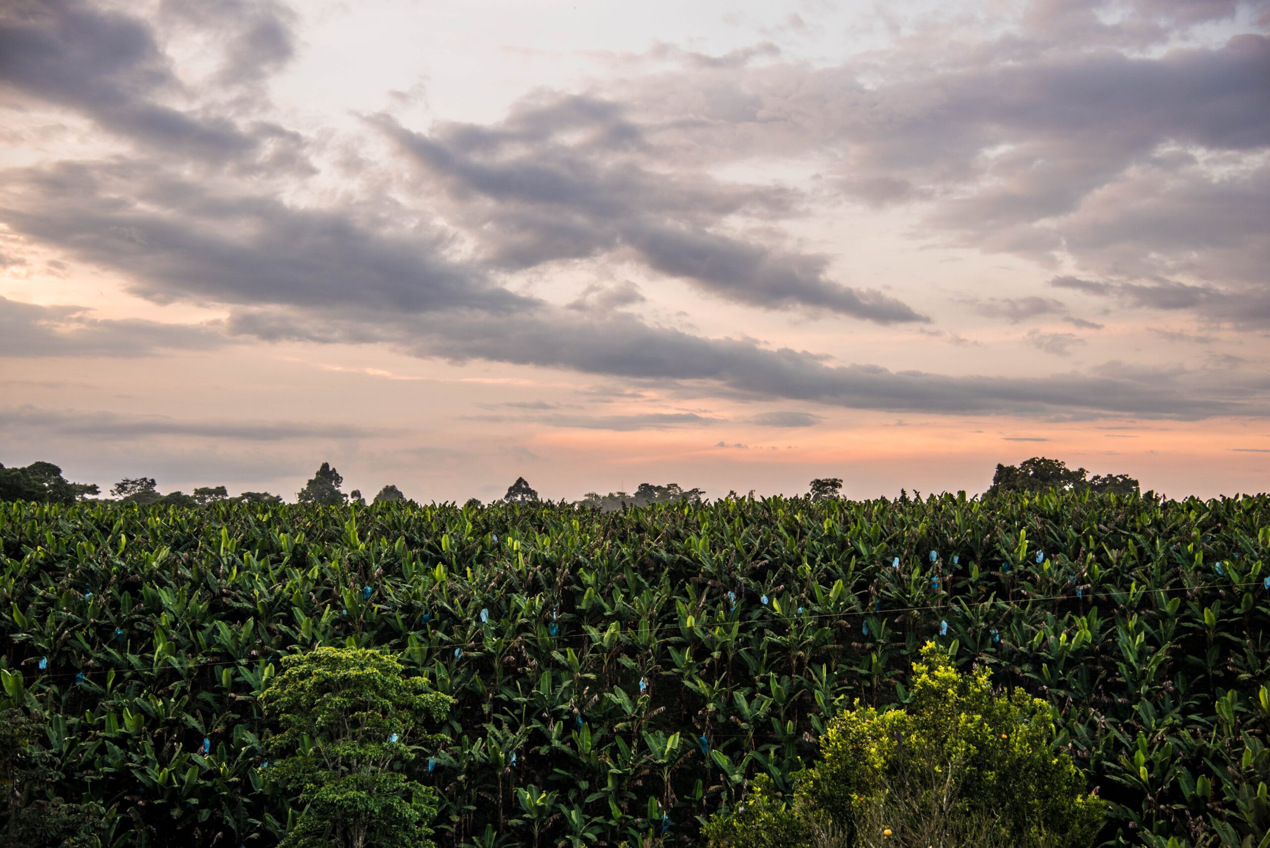 Culinary Casanare: A Tastebud's Journey through Colombia's Llanos